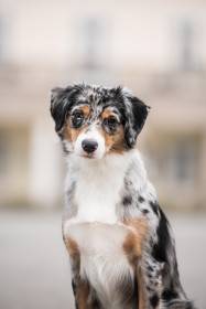 Miniaturní americký ovčák - Aussieland