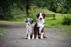 Miniaturní americký ovčák - Aussieland