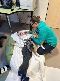 Miniaturní americký ovčák canisterapie - Aussieland