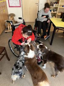 Miniaturní americký ovčák canisterapie - Aussieland