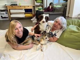 Miniaturní americký ovčák canisterapie - Aussieland