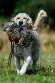 Annie Oro Amalia (Zlatý retrívr)