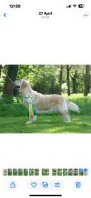 Annie Oro Amalia (Zlatý retrívr)