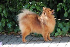 Abby (Německý špic malý)