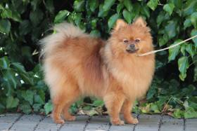 Abby (Německý špic malý)