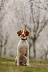 Caira Speedy Arrows (Saintgermainský ohař)