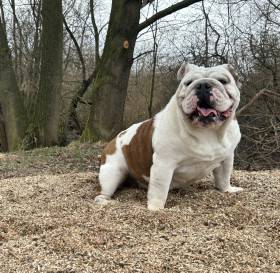 Beta My Gal-Bull (Anglický buldok)