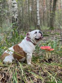 Beta My Gal-Bull (Anglický buldok)