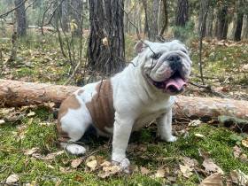 Beta My Gal-Bull (Anglický buldok)