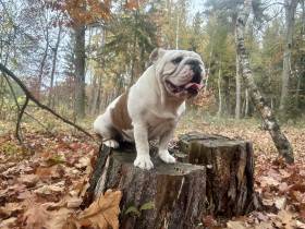 Beta My Gal-Bull (Anglický buldok)