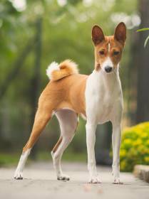 Call my  Cherie Lady My beautiful Savage (Basenji)