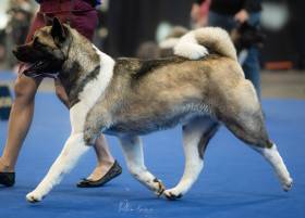 Darsi Pearl River Cerberus Moravia (Americká akita)