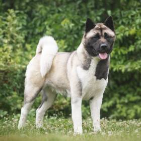 Darsi Pearl River Cerberus Moravia (Americká akita)