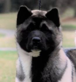 Darsi Pearl River Cerberus Moravia (Americká akita)