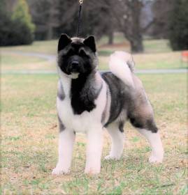 Darsi Pearl River Cerberus Moravia (Americká akita)