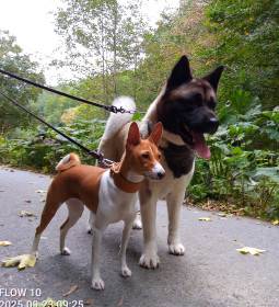 Darsi Pearl River Cerberus Moravia (Americká akita)