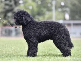 Uniklé Phebus de L’Oree des Sygned (Barbet)