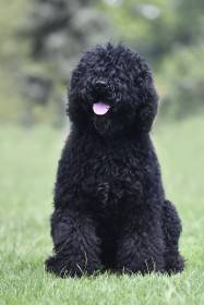 Uniklé Phebus de L’Oree des Sygned (Barbet)