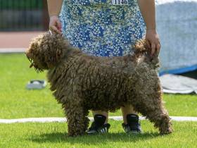 ESPARTANA DE AZOCARREM (Španělský vodní pes)