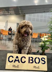 ESPARTANA DE AZOCARREM (Španělský vodní pes)