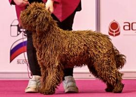 ESPARTANA DE AZOCARREM (Španělský vodní pes)