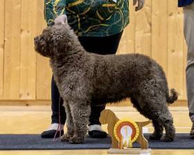 ESPARTANA DE AZOCARREM (Španělský vodní pes)