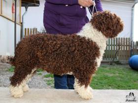 Señorita del Majaceite (Španělský vodní pes)