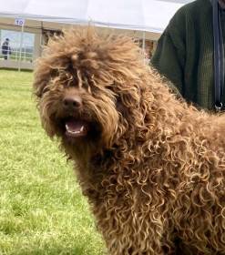 Bonita de Fabiellio (Španělský vodní pes)