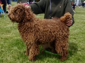 Bonita de Fabiellio (Španělský vodní pes)