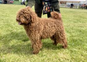 Bonita de Fabiellio (Španělský vodní pes)