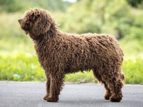 Tica de Azocarrem (Španělský vodní pes)