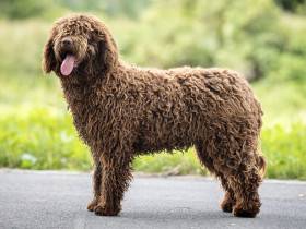 Tica de Azocarrem (Španělský vodní pes)