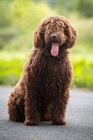 Tica de Azocarrem (Španělský vodní pes)