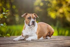 Affinity z Madlaku (Americký stafordšírský teriér)