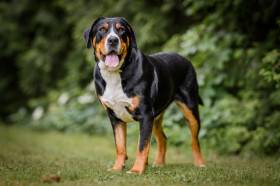 Aira Dartibo (Velký švýcarský salašnický pes)