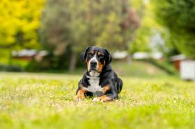 Aira Dartibo (Velký švýcarský salašnický pes)