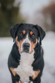 Aira Dartibo (Velký švýcarský salašnický pes)