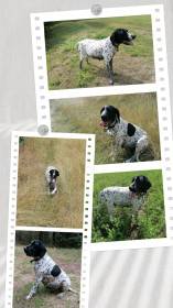 Gessi Piaf Dáma Krkonoše (Auvergneský ohař krátkosrstý)