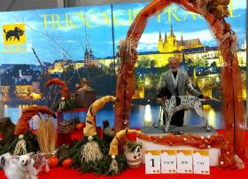 Gessi Piaf Dáma Krkonoše (Auvergneský ohař krátkosrstý)