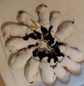 Gessi Piaf Dáma Krkonoše (Auvergneský ohař krátkosrstý)