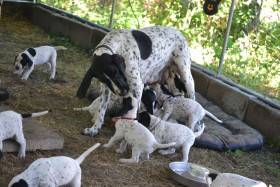 Gessi Piaf Dáma Krkonoše (Auvergneský ohař krátkosrstý)