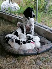 Gessi Piaf Dáma Krkonoše (Auvergneský ohař krátkosrstý)