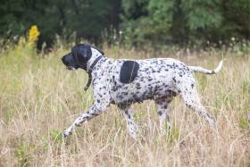 Gessi Piaf Dáma Krkonoše (Auvergneský ohař krátkosrstý)