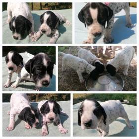 Gessi Piaf Dáma Krkonoše (Auvergneský ohař krátkosrstý)