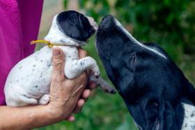 Gessi Piaf Dáma Krkonoše (Auvergneský ohař krátkosrstý)