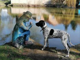 Gessi Piaf Dáma Krkonoše (Auvergneský ohař krátkosrstý)