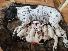 Gessi Piaf Dáma Krkonoše (Auvergneský ohař krátkosrstý)