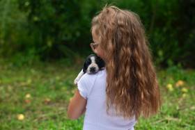 Gessi Piaf Dáma Krkonoše (Auvergneský ohař krátkosrstý)