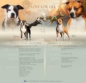 Genesis star’s Gretchen (Americký stafordšírský teriér)