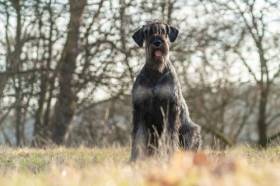 ZOTTELBART von HETZELDORF Ophelia (Knírač velký)